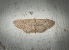 Scopula hypochra