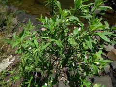 Bowkeria verticillata