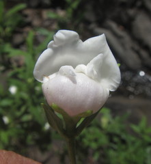 Bowkeria verticillata