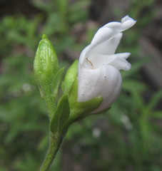 Bowkeria verticillata