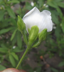 Bowkeria verticillata