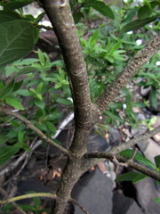 Bowkeria verticillata