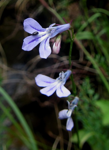 Lobelia laxa