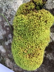 Hypodontium pomiforme