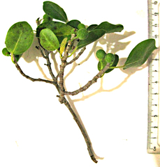 Ficus burtt-davyi