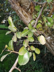 Pyrus communis pyraster