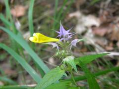Melampyrum italicum
