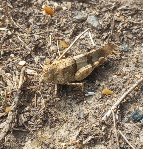 Oedipoda caerulescens