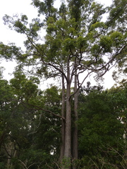 Eucalyptus microcorys