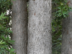 Eucalyptus microcorys