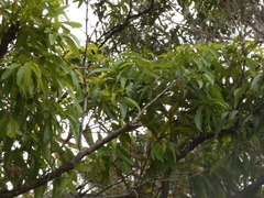 Eucalyptus microcorys