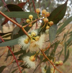 Eucalyptus leucoxylon