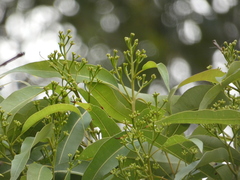 Eucalyptus microcorys