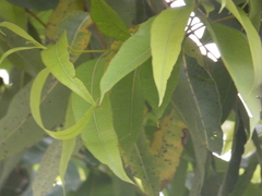 Eucalyptus microcorys