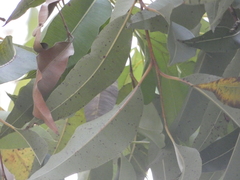 Eucalyptus microcorys