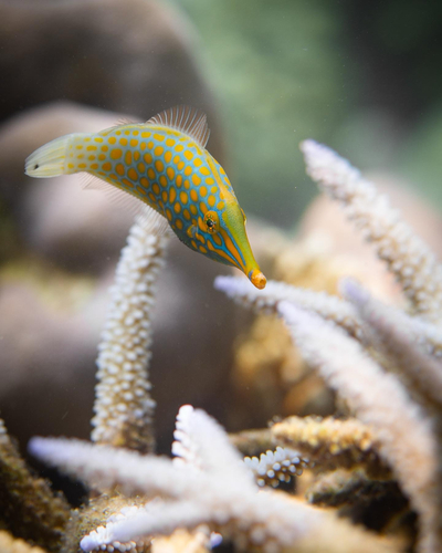 Longnose Filefish — seen at this dive site