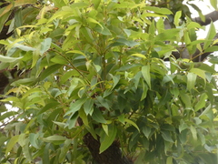 Eucalyptus microcorys