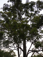 Eucalyptus microcorys