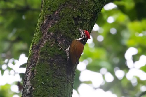 Himalayan Flameback (Dinopium shorii)
