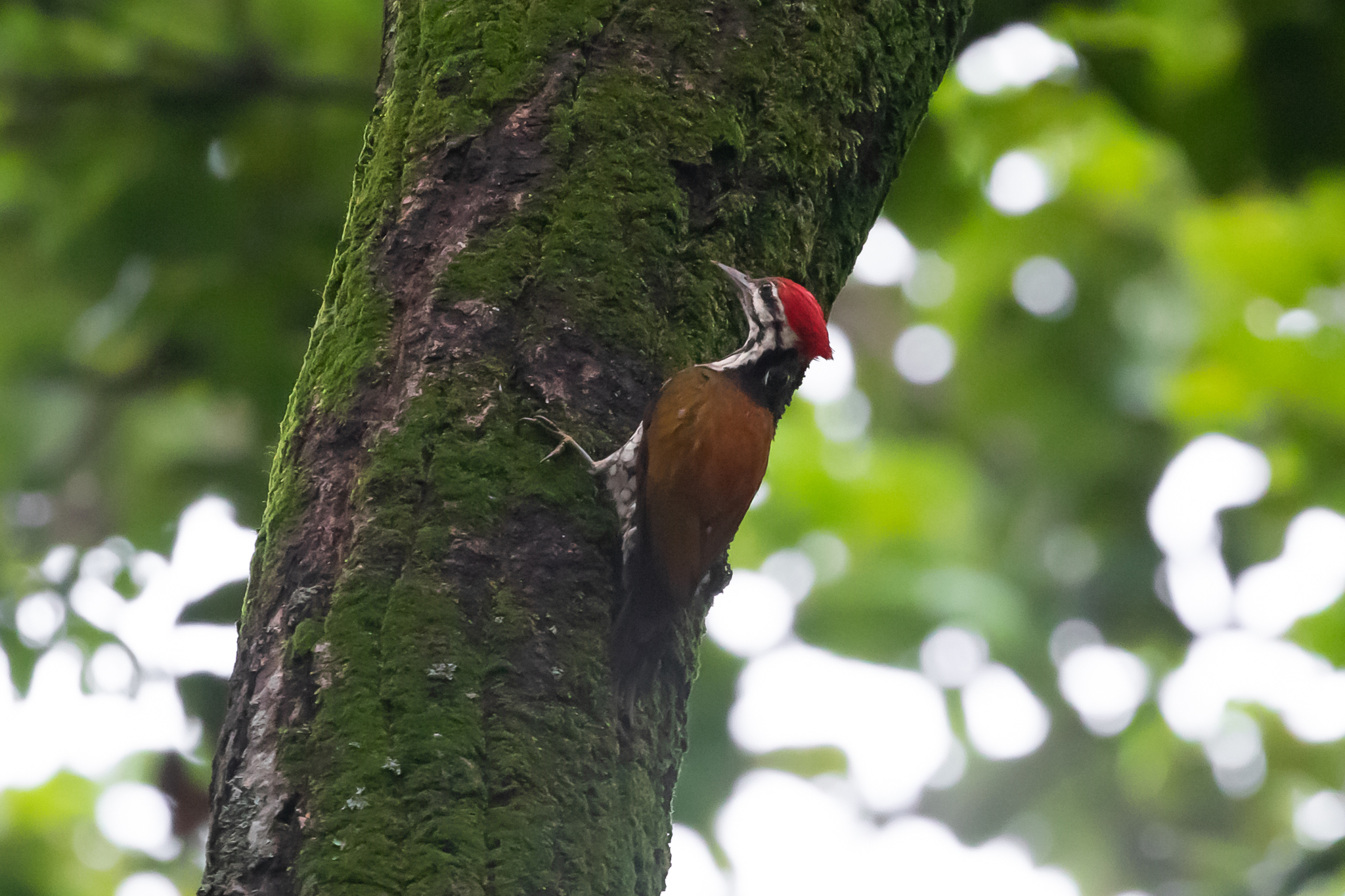 Himalayan Flameback (Dinopium shorii), photo 1
