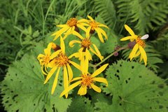 Ligularia dentata