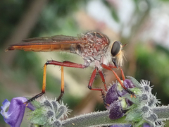 Colepia rufiventris