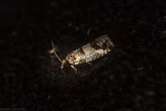 Coenobiodes melanocosma