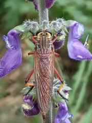Colepia rufiventris