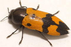 Castiarina atricollis