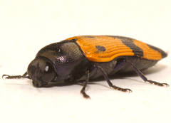 Castiarina atricollis