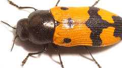 Castiarina atricollis