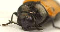 Castiarina atricollis