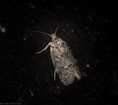 Philobota archepeda
