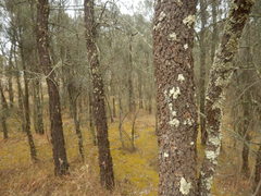 Allocasuarina luehmannii
