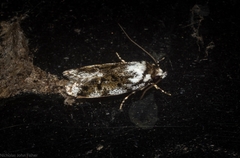 Barea synchyta