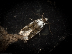 Barea synchyta