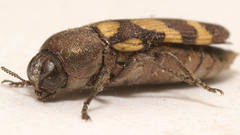 Castiarina chinnocki