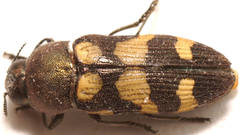 Castiarina chinnocki