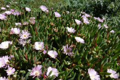 Disphyma australe australe