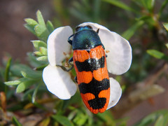 Castiarina crenata