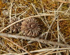 Allocasuarina luehmannii