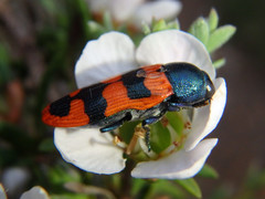 Castiarina crenata