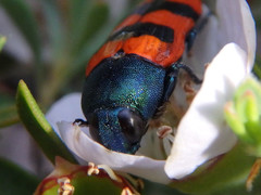 Castiarina crenata