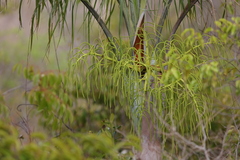 Dypsis madagascariensis