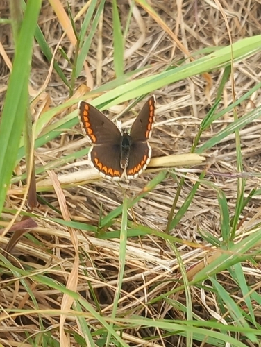 Aricia agestis
