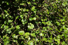 Scandia geniculata