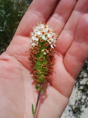 Microdon capitatus