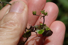 Scandia geniculata