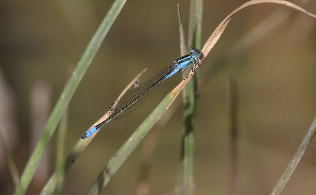 Fork-tailed Bluet