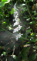 Holothrix parviflora